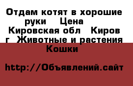 Отдам котят в хорошие руки. › Цена ­ 1 - Кировская обл., Киров г. Животные и растения » Кошки   